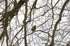 Song Thrush