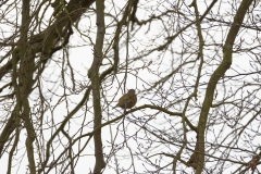 Song Thrush