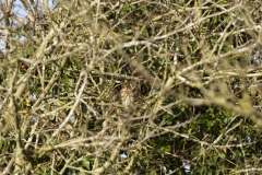 Mistle Thrush