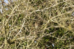 Mistle Thrush