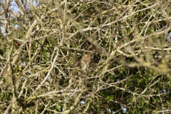 Mistle Thrush