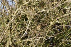 Mistle Thrush