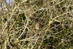 Mistle Thrush