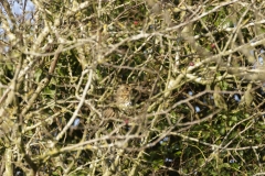 Mistle Thrush