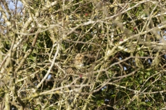 Mistle Thrush