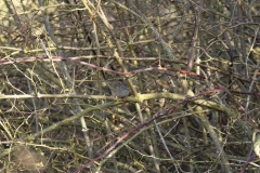 Mistle Thrush