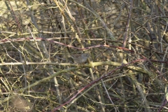 Mistle Thrush