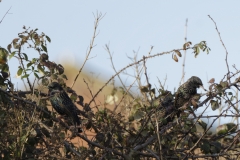 Starlings