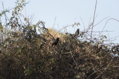 Starlings