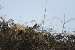 Starlings