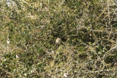 Female house Sparrow