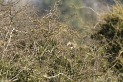 Female house Sparrow