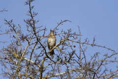 Mistle Thrush