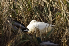 Ducks
