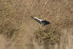 Heron in Flight