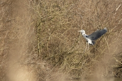 Heron in Flight