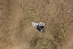 Heron in Flight