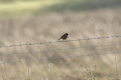 Male Stonechat