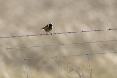 Male Stonechat