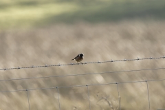 Male Stonechat