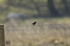 Male Stonechat