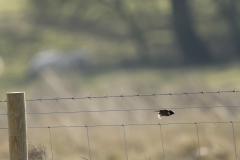 Male Stonechat