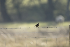 Male Stonechat