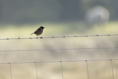 Male Stonechat