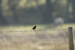 Male Stonechat