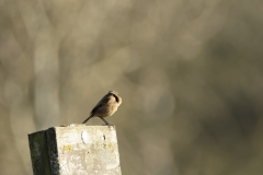 Female Stonechat