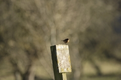 Female Stonechat