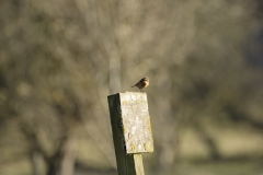 Female Stonechat