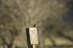 Female Stonechat