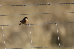 Male Stonechat