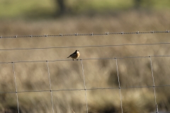 Male Stonechat