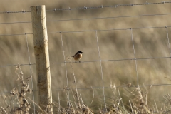 Male Stonechat