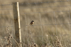 Male Stonechat