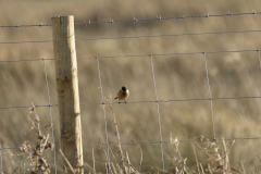 Male Stonechat