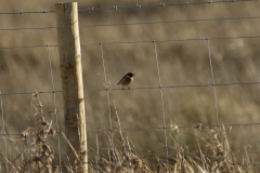 Male Stonechat