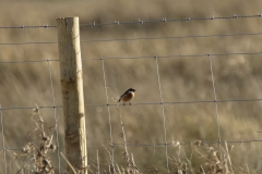 Male Stonechat