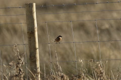 Male Stonechat