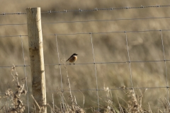 Male Stonechat