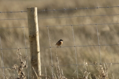 Male Stonechat