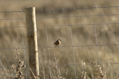 Male Stonechat