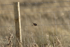 Male Stonechat