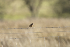 Female Stonechat