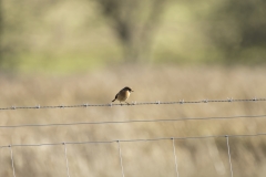 Female Stonechat