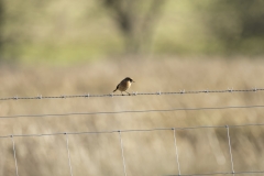 Female Stonechat