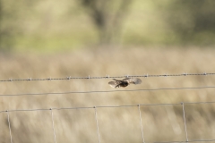 Female Stonechat