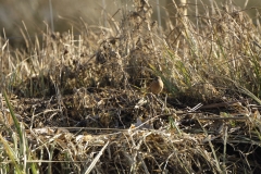 Female Stonechat